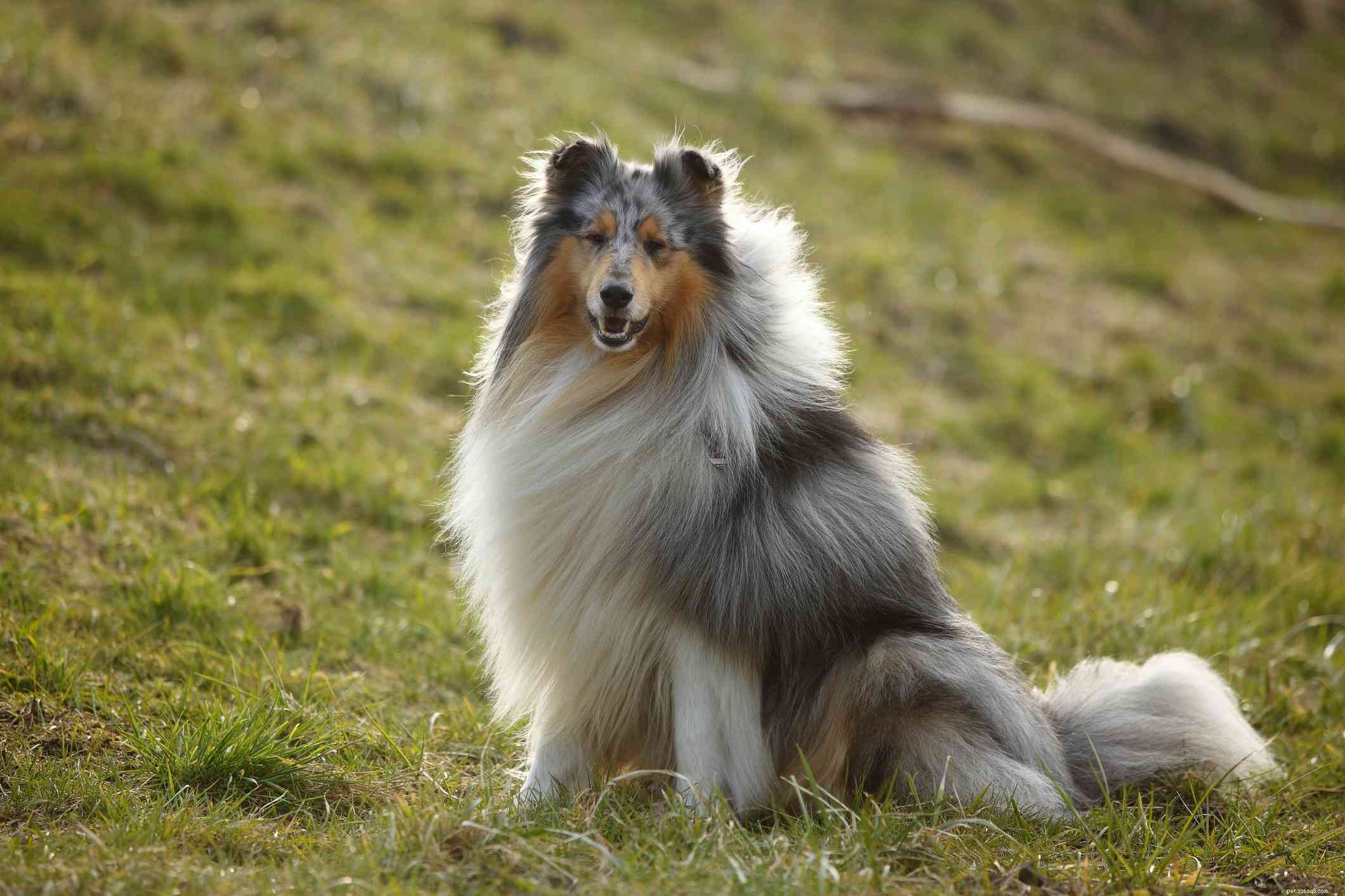Collie:kenmerken en verzorging van hondenrassen