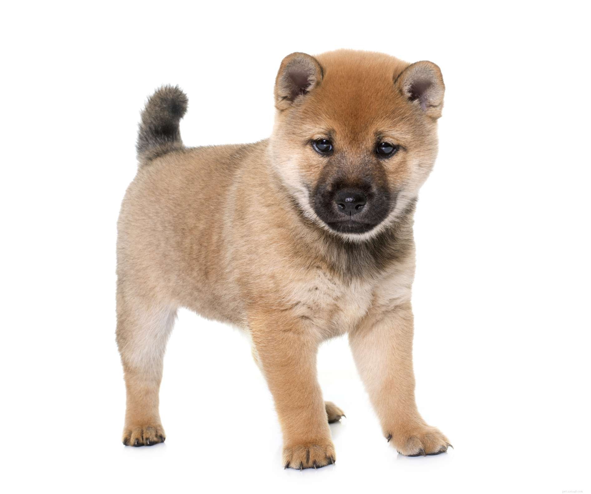 Shiba Inu:Hundrasegenskaper och skötsel