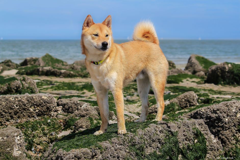 Shiba Inu:Charakteristika a péče o plemeno psů