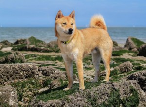 Сиба-ину:характеристики породы собак и уход за ними