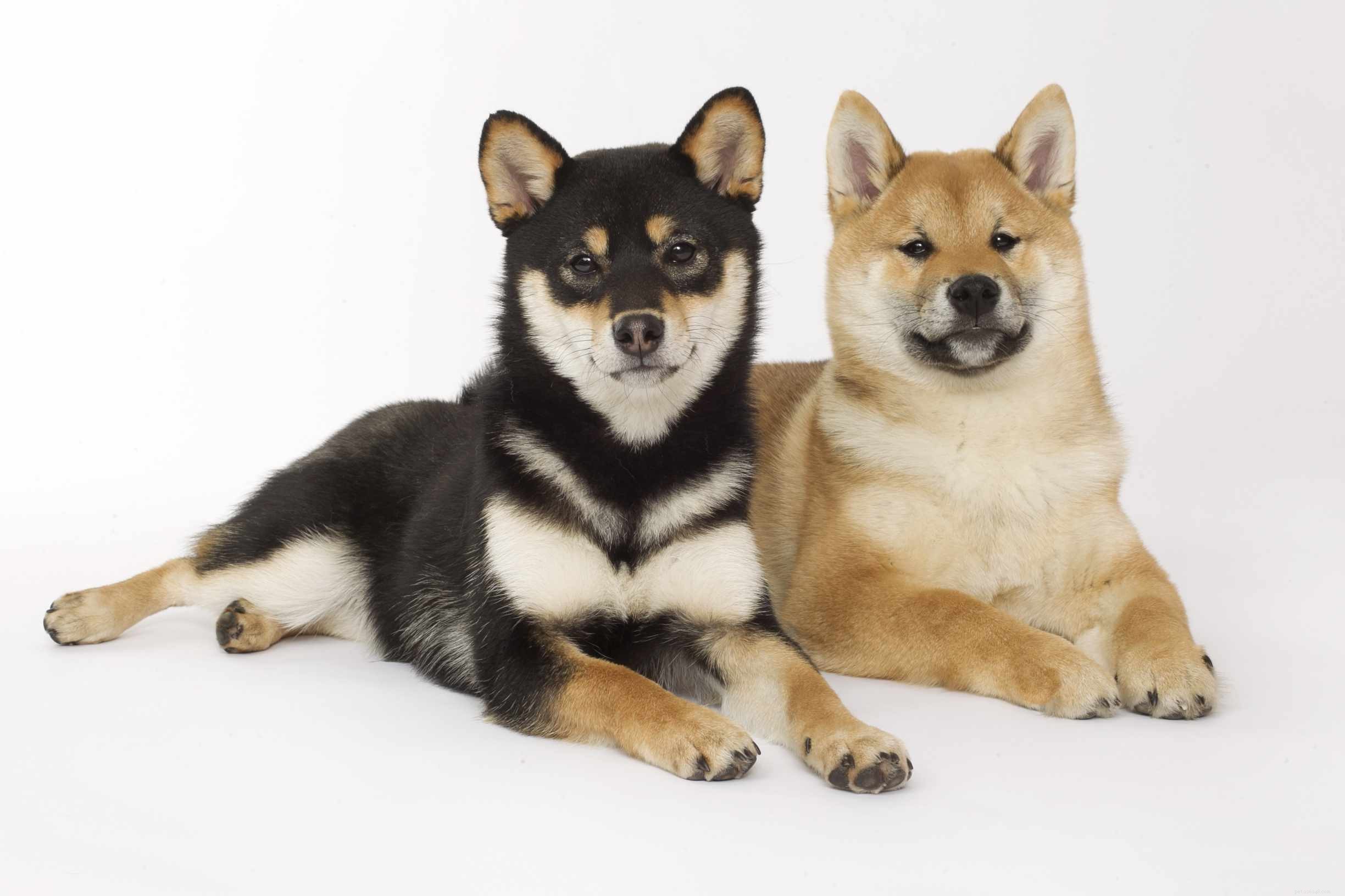 Shiba Inu:caratteristiche e cure della razza canina