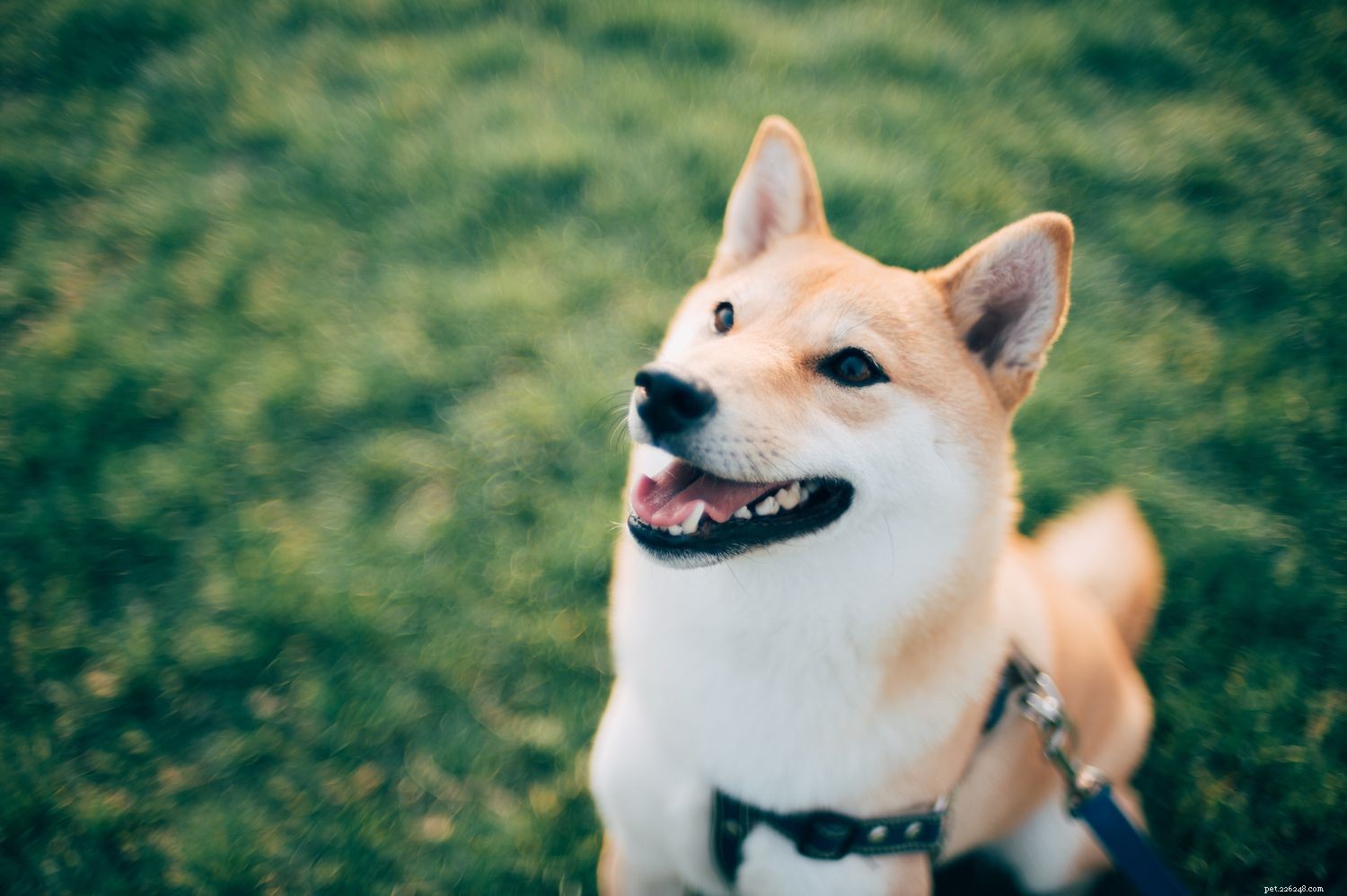 Shiba Inu:kenmerken en verzorging van hondenrassen