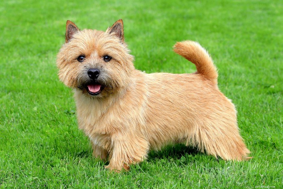 Норвич-терьер:характеристики породы собак и уход