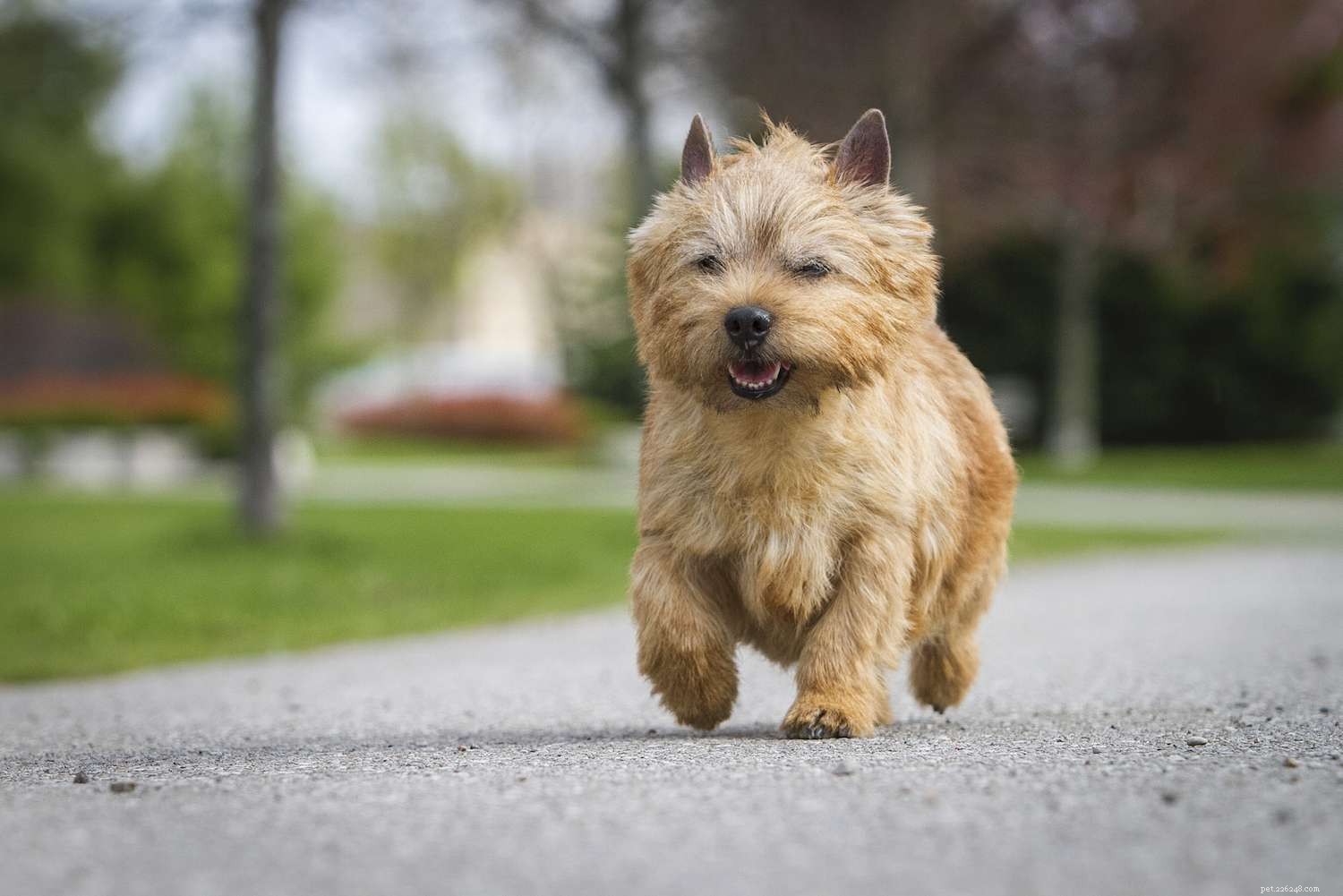 Norwich Terrier:caratteristiche e cure della razza canina