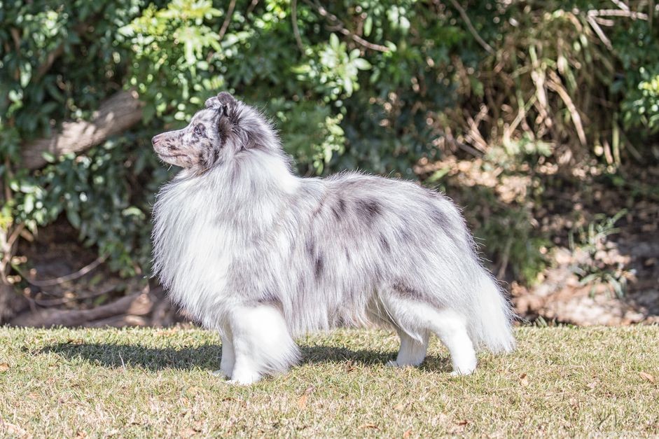 Shetland Sheepdog (Sheltie):profilo razza canina