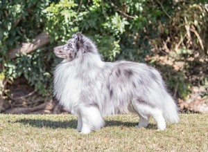 Shetland Sheepdog（Sheltie）：Dog Breed Profile