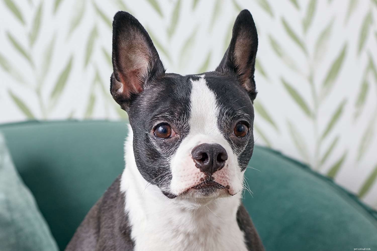 Boston Terrier:características e cuidados da raça do cão