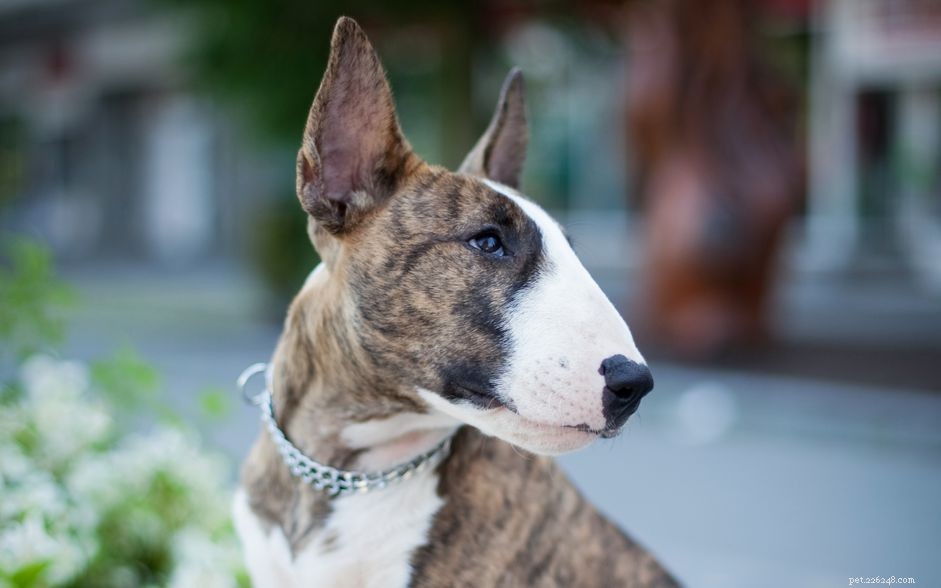 Bull Terrier :caractéristiques et soins de la race de chien