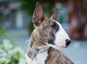 Bull Terrier:características e cuidados da raça do cão