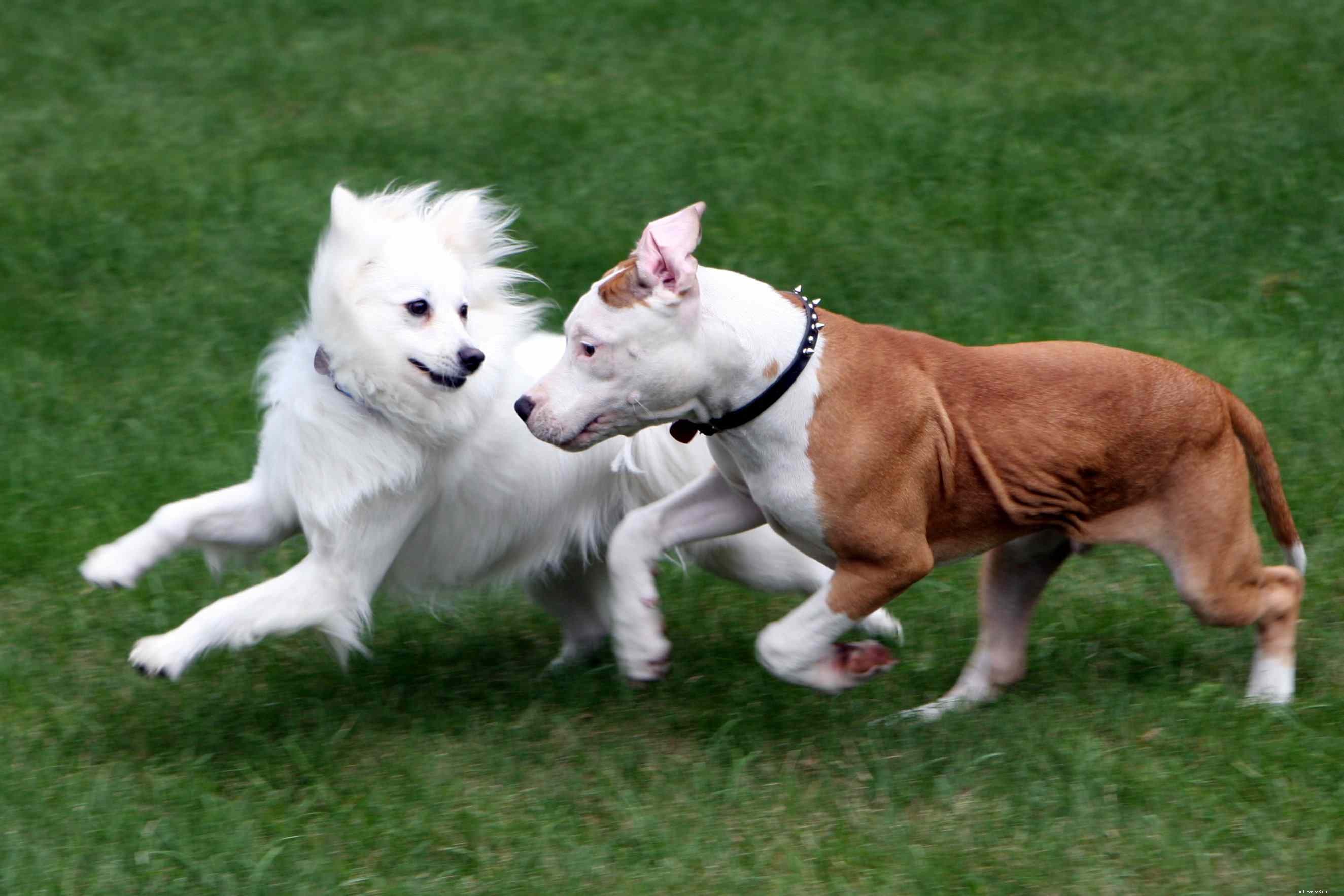 Bull Terrier:kenmerken en verzorging van hondenrassen