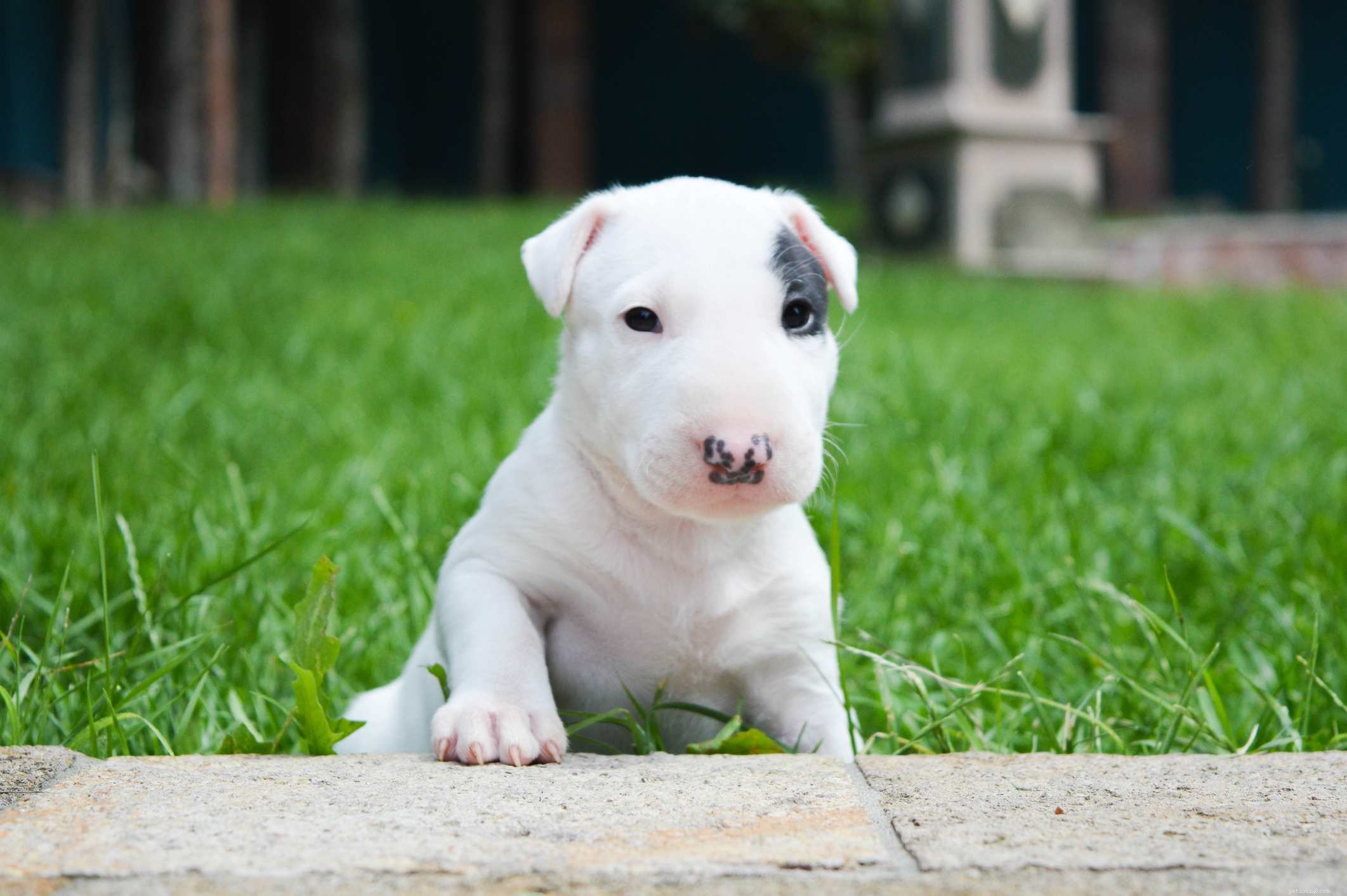 Bull Terrier:características e cuidados da raça do cão