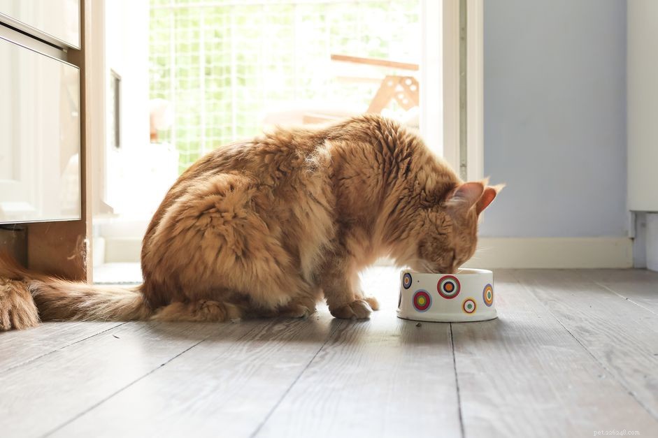 Você deve alimentar seu gato com uma dieta crua?