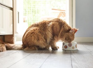 あなたはあなたの猫に生の食事を与えるべきですか？ 