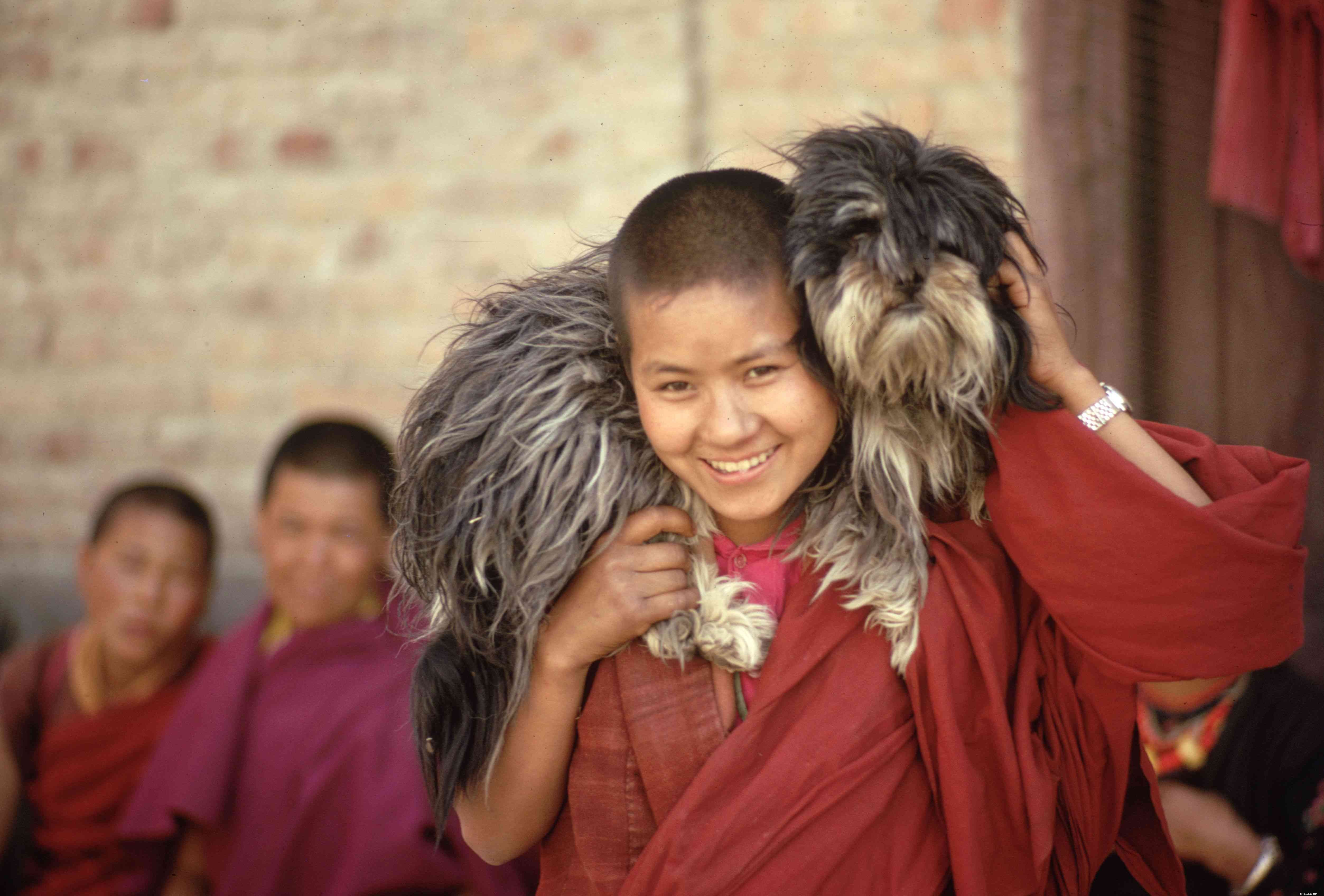 Lhasa Apso:caratteristiche e cure della razza canina