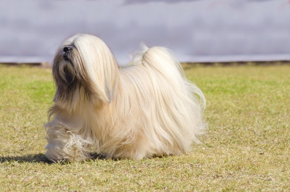 Lhasa Apso:caratteristiche e cure della razza canina