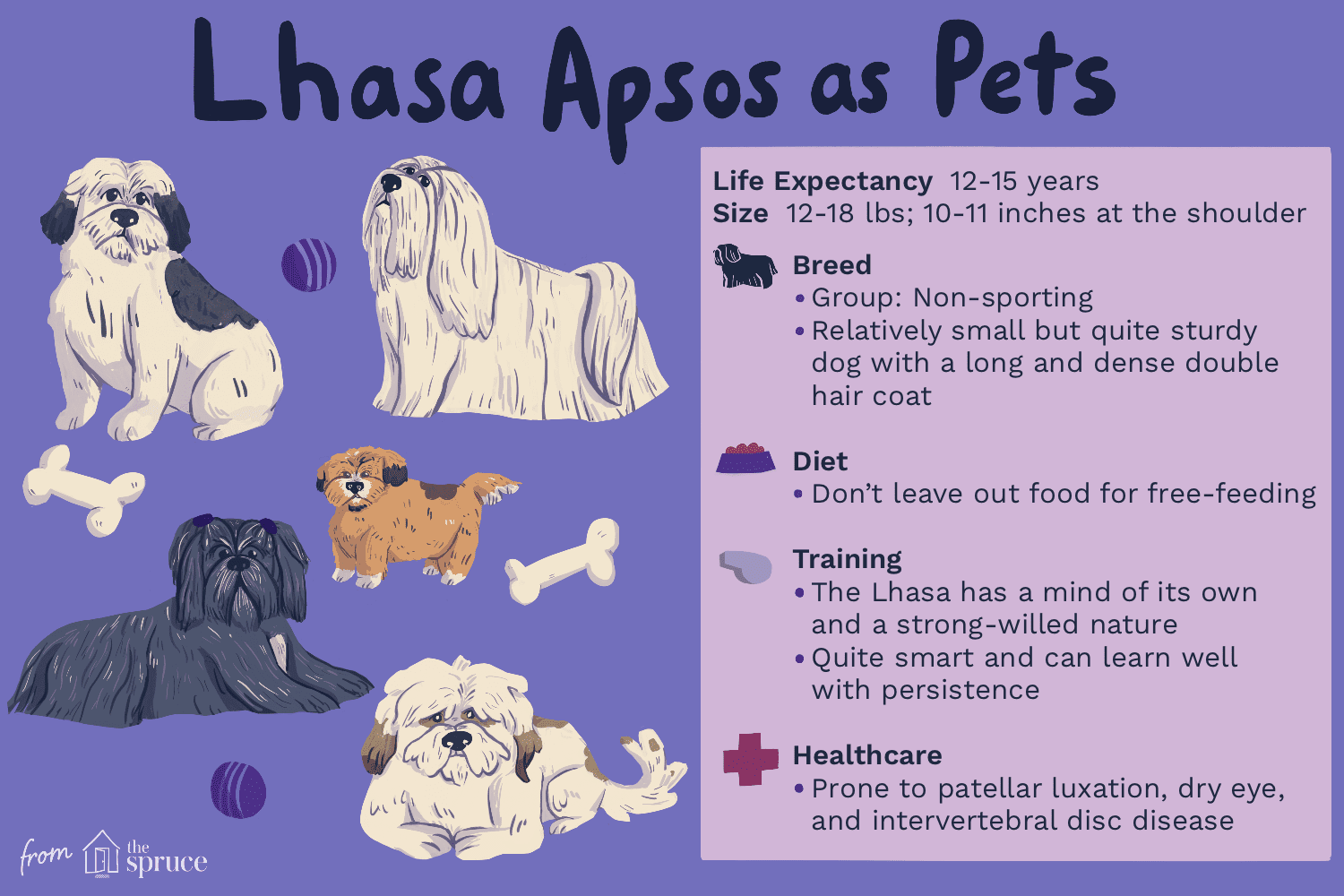 Лхаса Апсо:характеристики породы собак и уход за ними