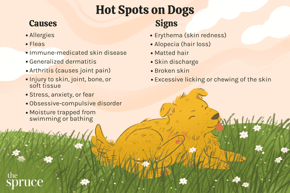Jak léčit horké skvrny u psů