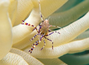 Aclimatação de peixes de aquário de água salgada com o método de linha de gotejamento