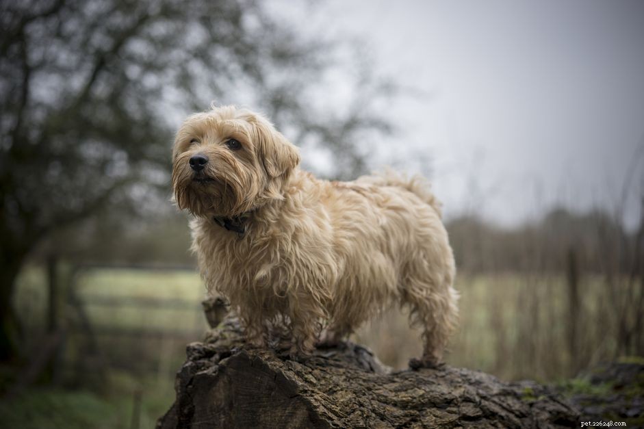 Norfolk Terrier:profilo della razza canina