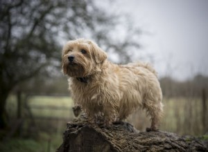 Norfolk teriér:Profil psího plemene