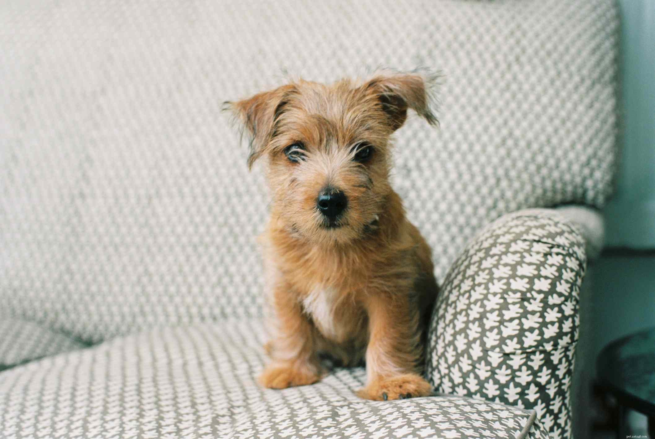 Norfolk Terrier:hondenrasprofiel