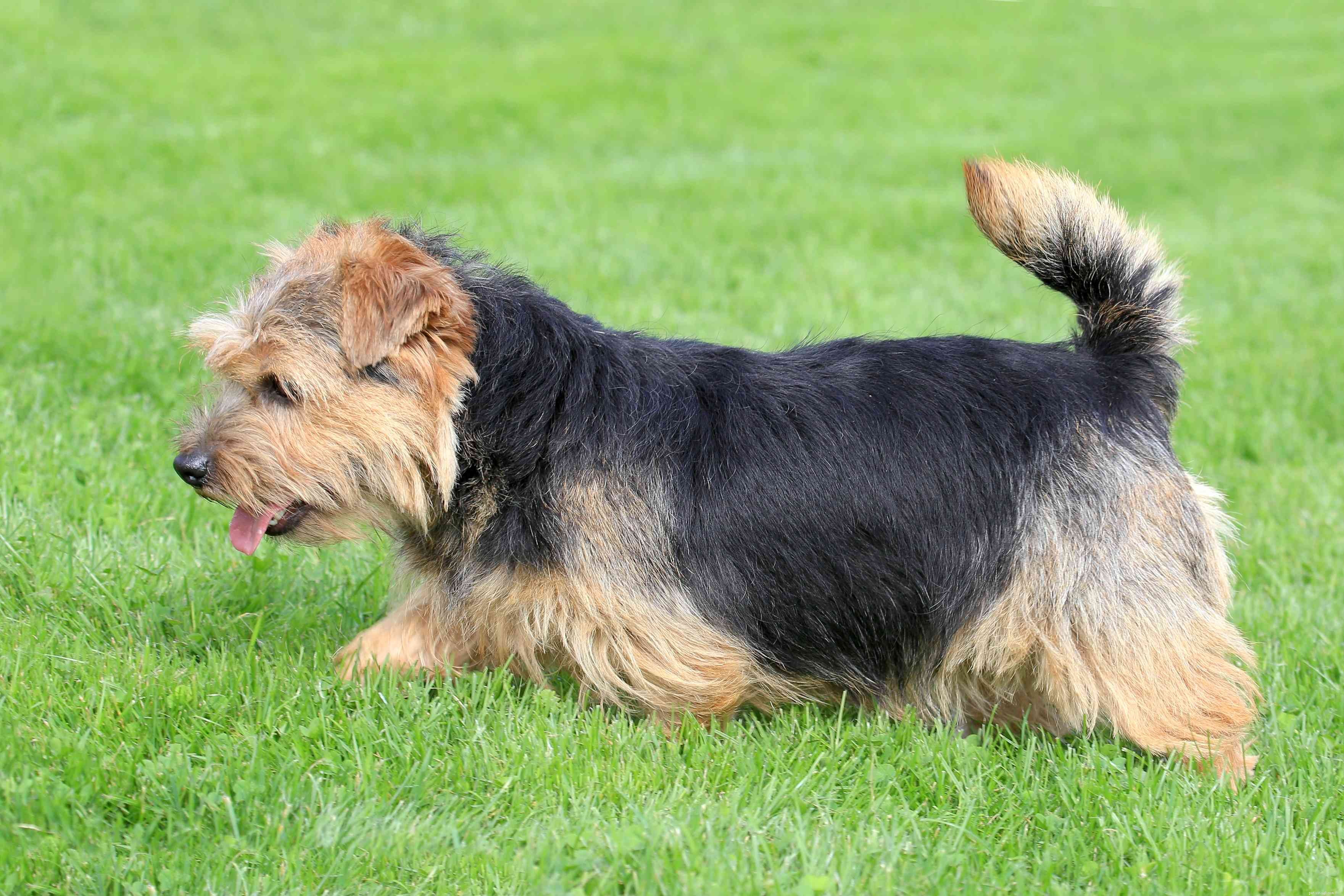 Norfolk Terrier:Perfil da raça do cão
