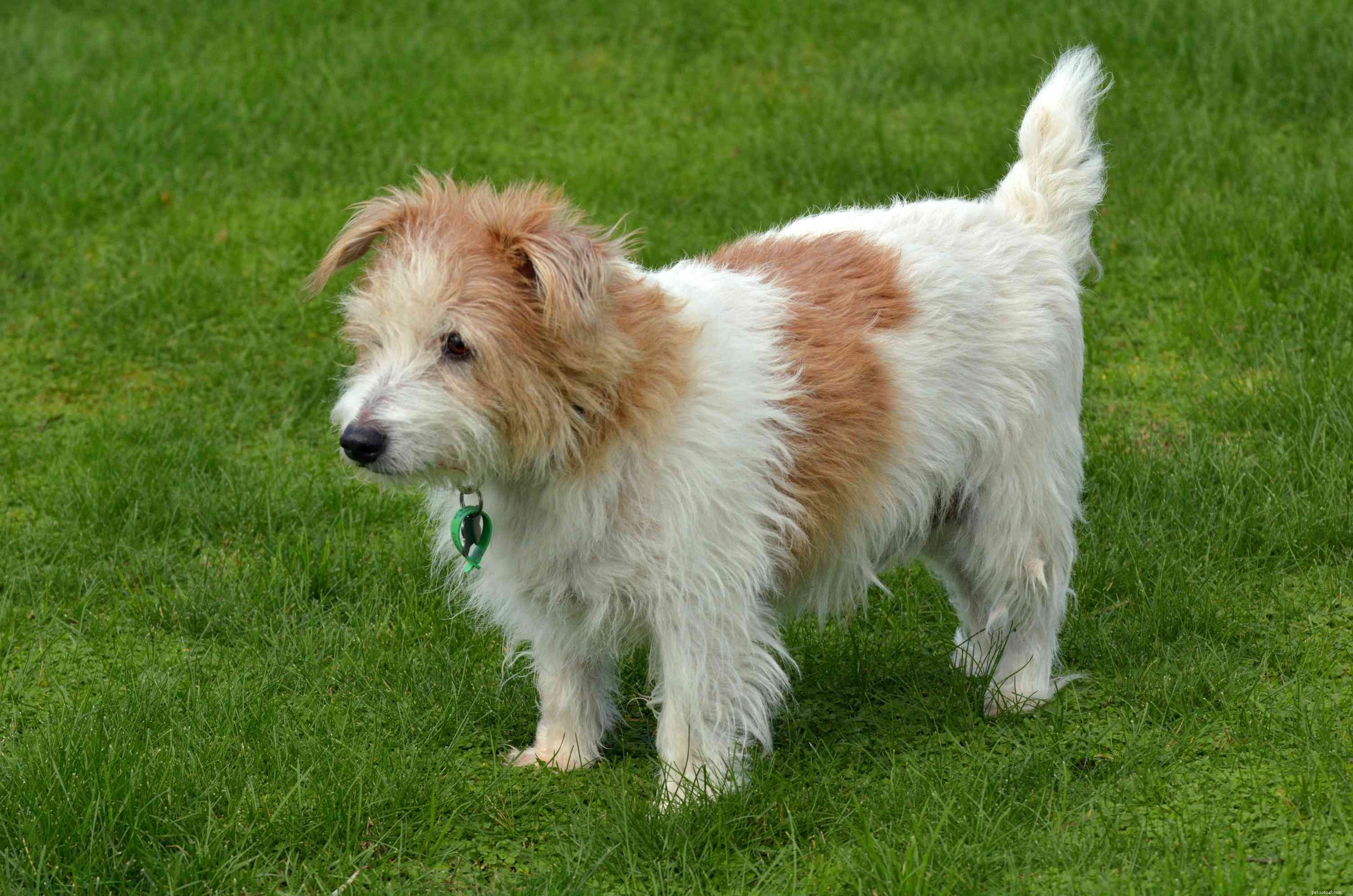 Norfolk Terrier :profil de race de chien