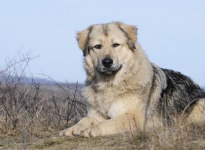 Kavkazský ovčák:Charakteristika a péče o plemeno psů