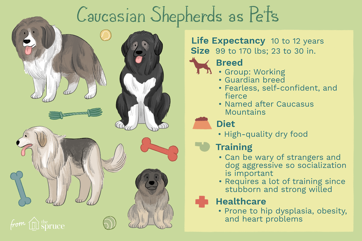 Кавказская овчарка:характеристика породы собак и уход за ними
