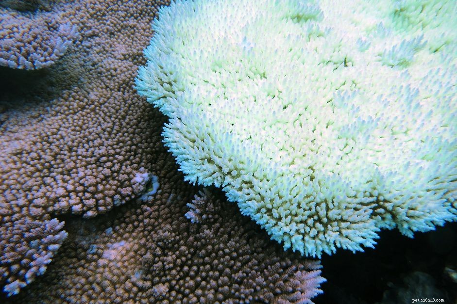 Le choc lumineux :une cause négligée des problèmes de blanchiment des algues coralliennes