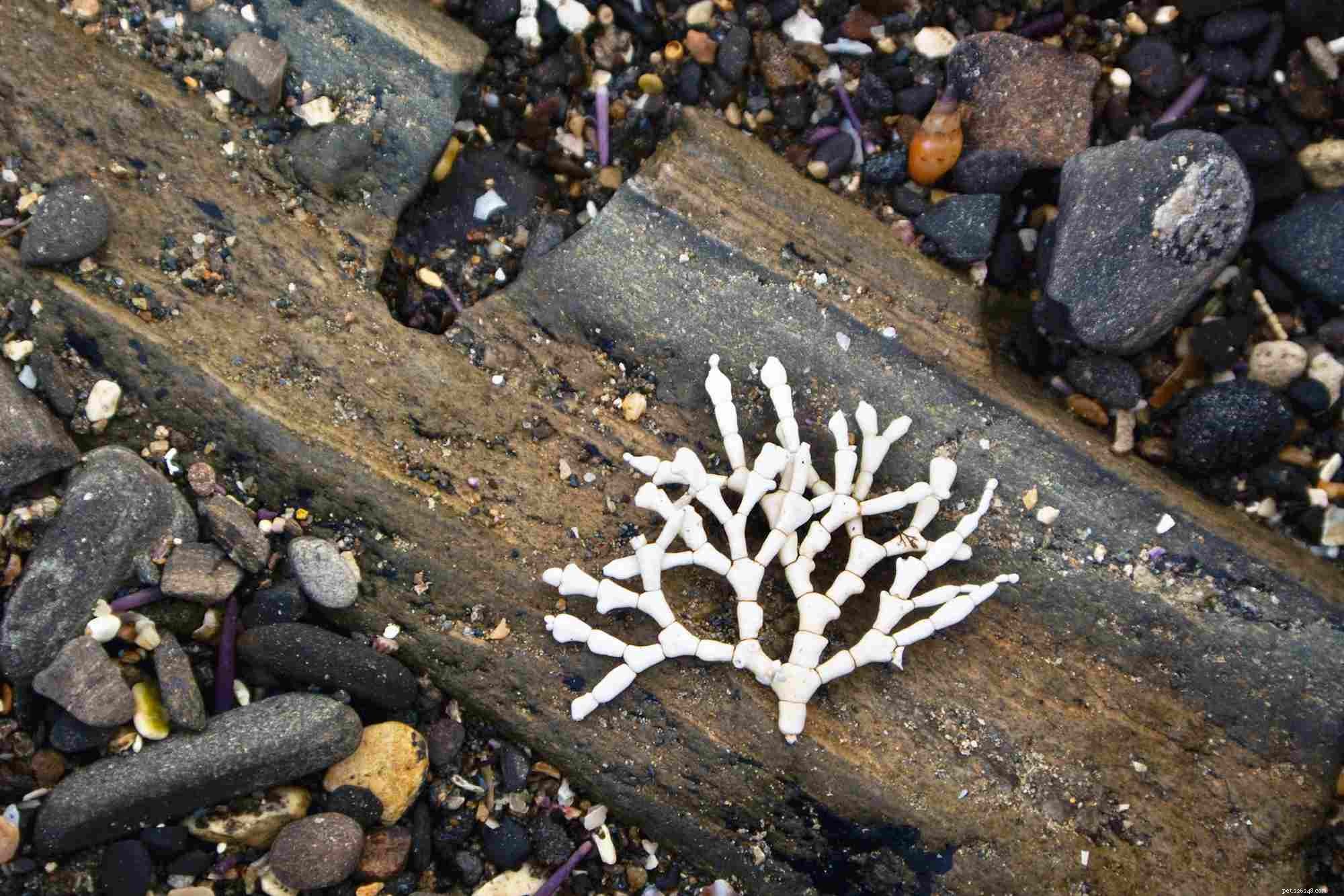 라이트 쇼크:산호 조류 표백 문제의 간과된 원인