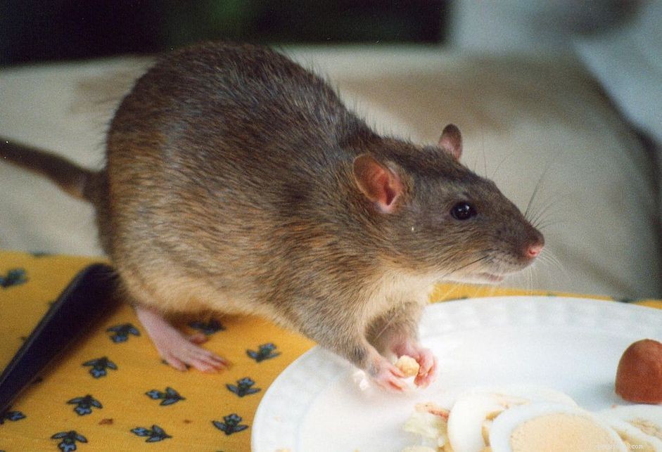 Alimentação de ratos de estimação