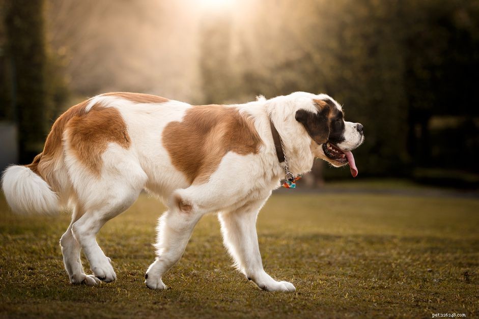 Saint-Bernard :caractéristiques et soins des races de chiens