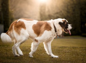 セントバーナード：犬の品種の特徴とケア 