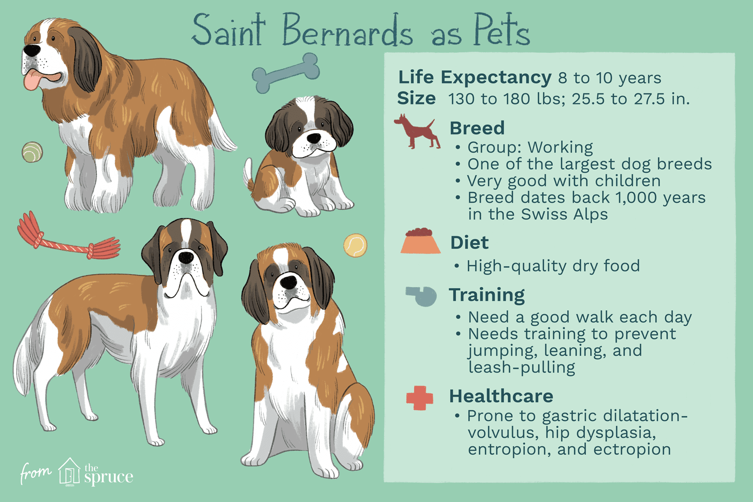 São Bernardo:características e cuidados da raça do cão