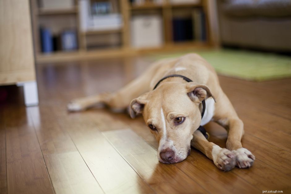 Får hundar depression? Hur du hjälper din ledsna hund