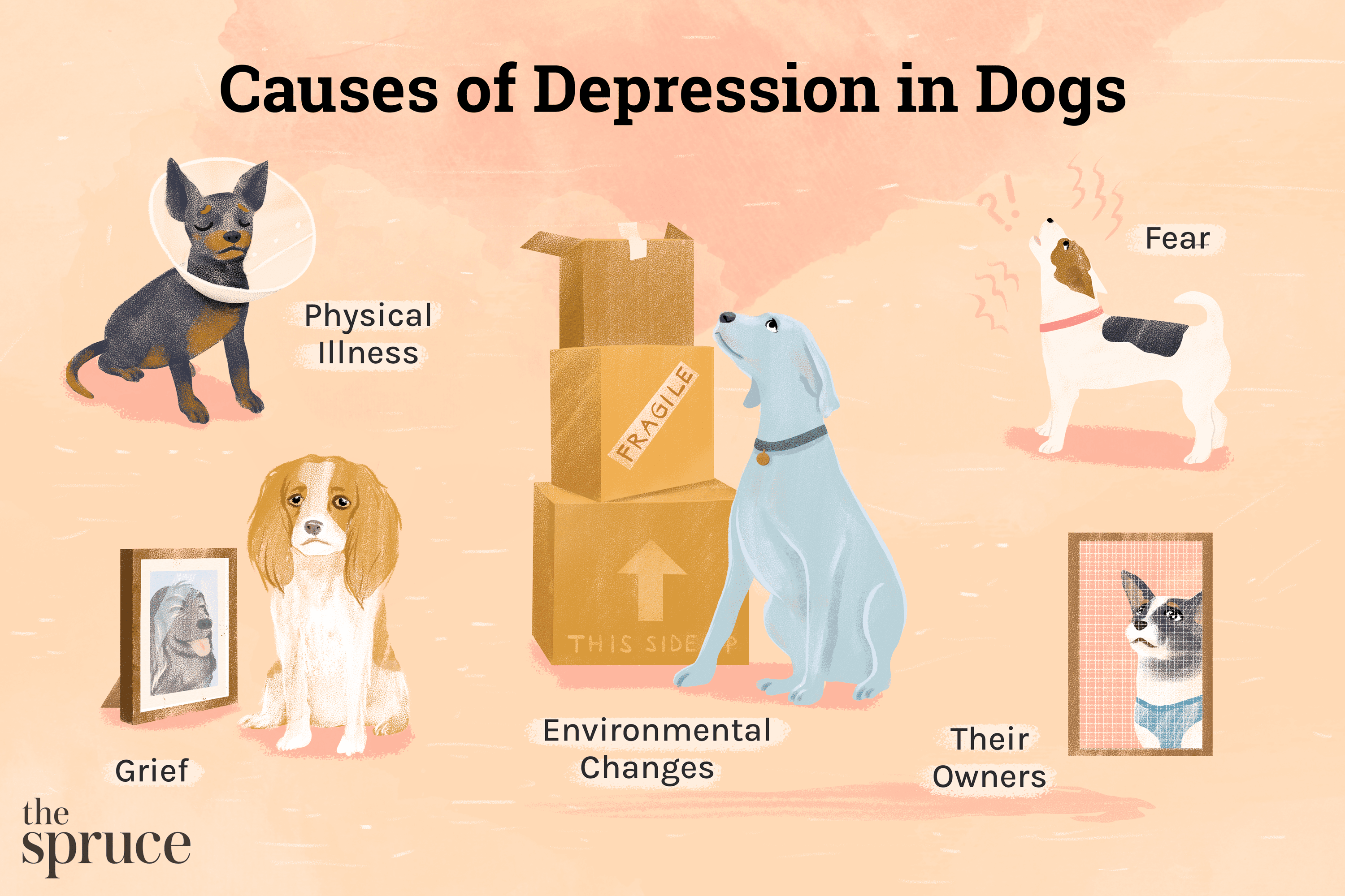 Бывают ли у собак депрессия? Как помочь вашей грустной собаке