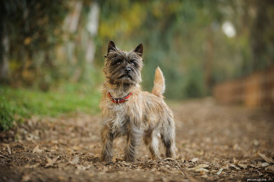 Cairn Terrier:Hundrasprofil