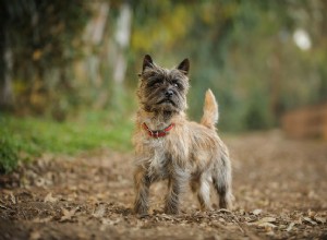 Cairn Terrier:Profil psího plemene