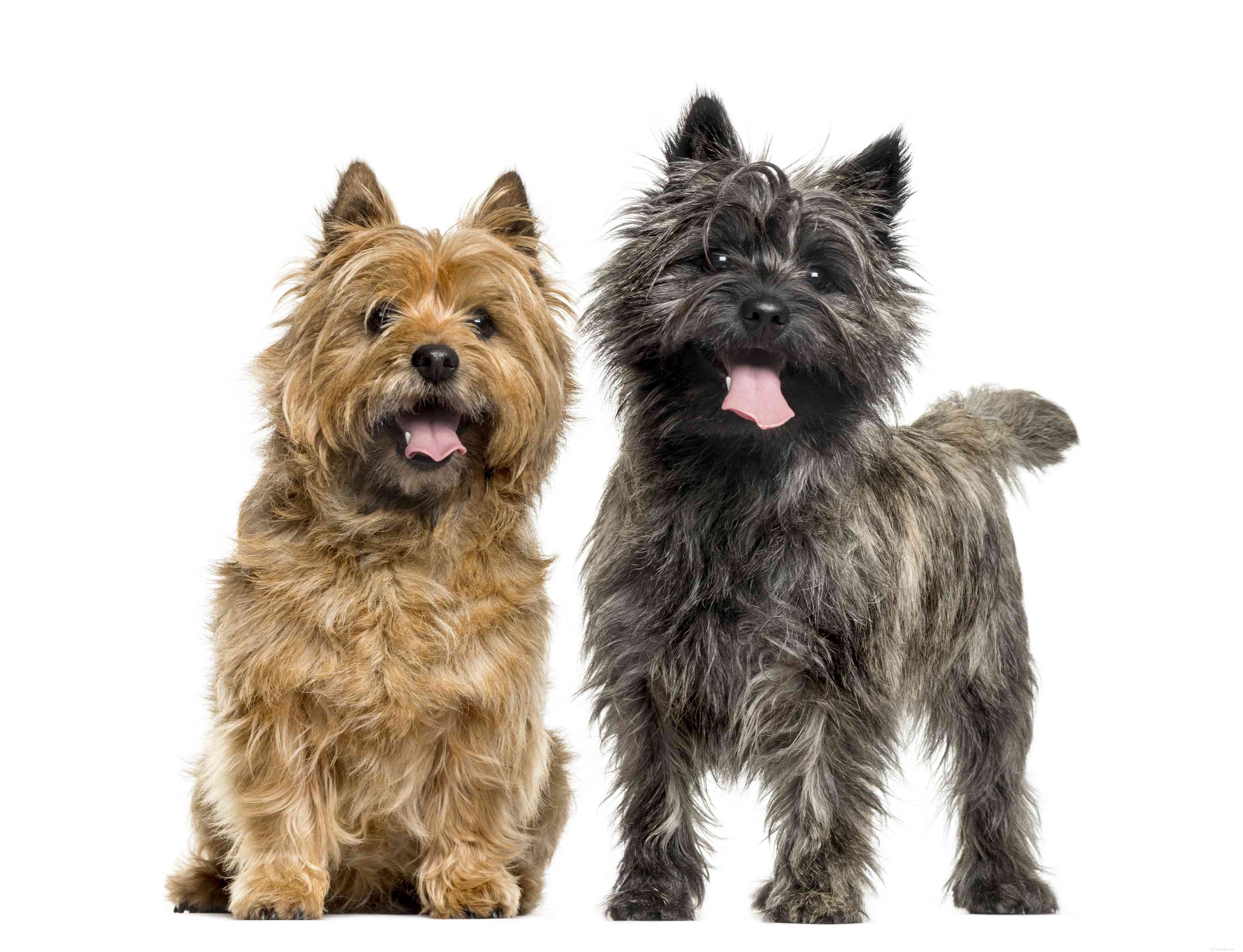 Cairn Terrier:개 품종 프로필