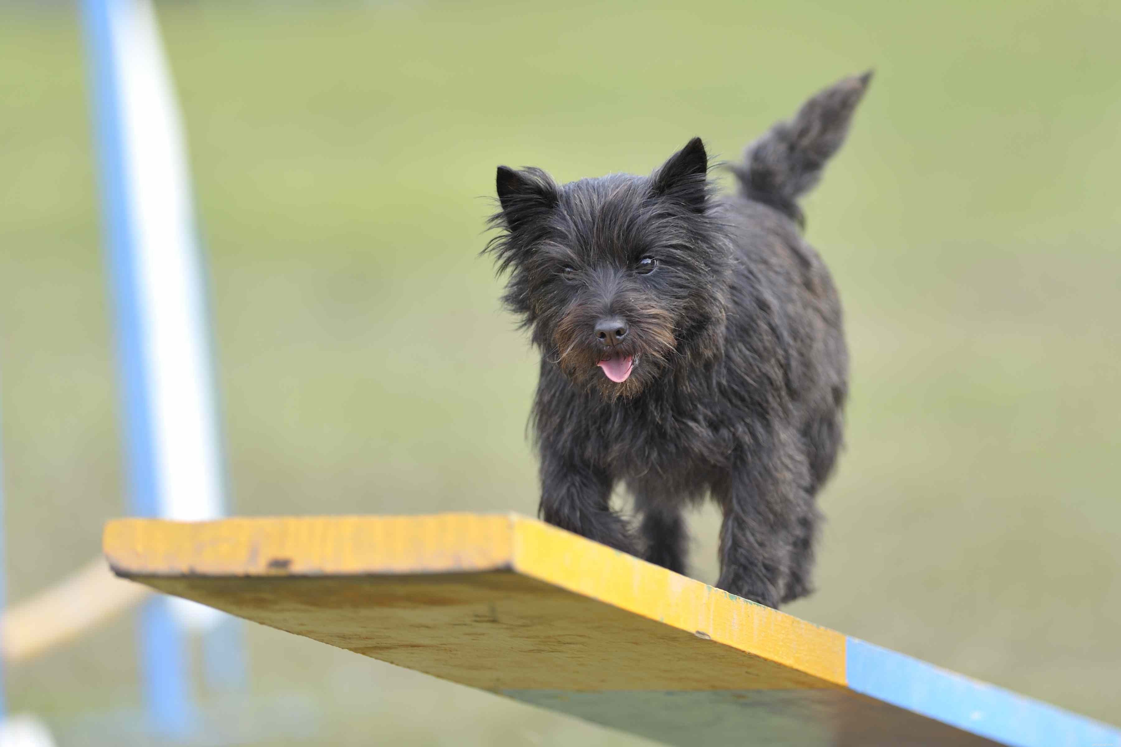 Cairn Terrier:개 품종 프로필