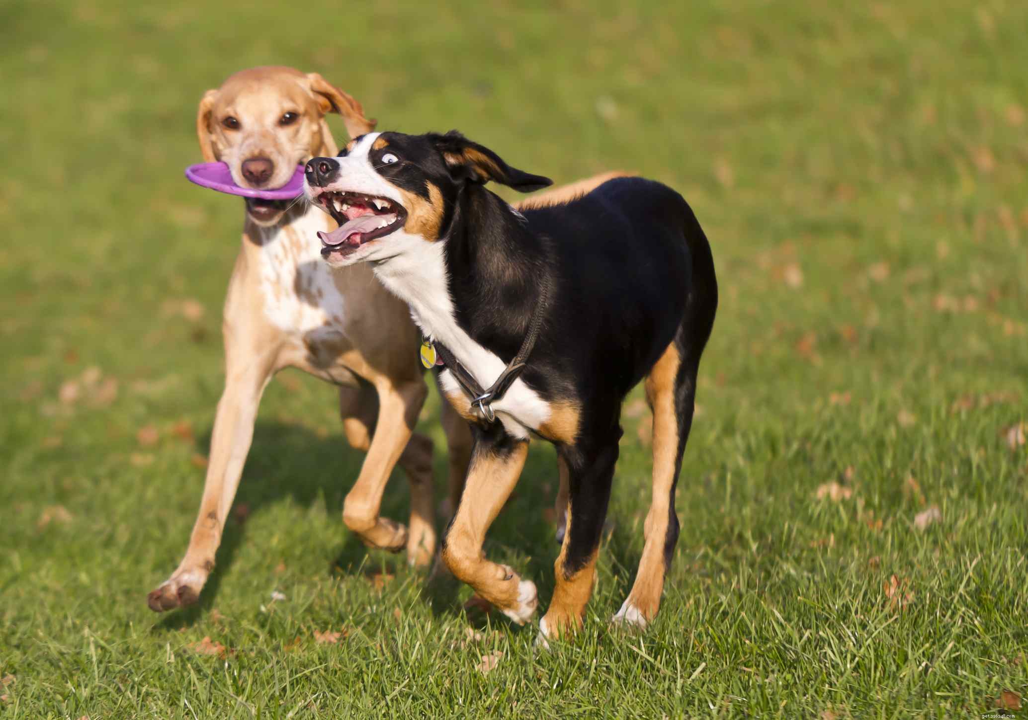 Greater Swiss Mountain Dog:개 품종 특성 및 관리