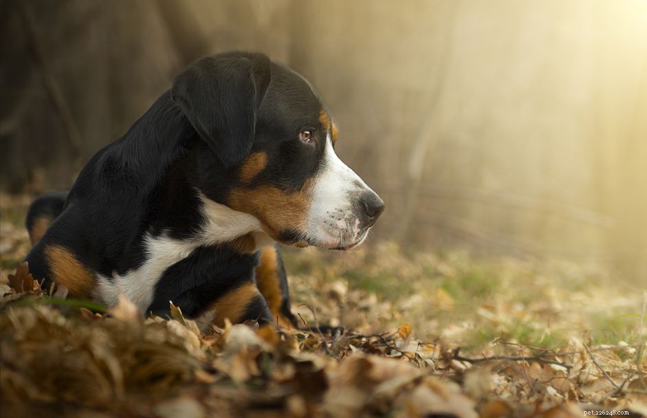 Большой швейцарский зенненхунд:характеристики породы собак и уход за ними