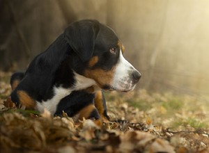 Greater Swiss Mountain Dog:개 품종 특성 및 관리