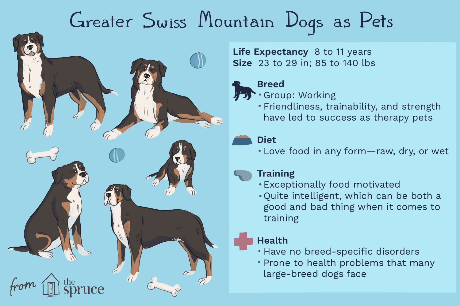 グレータースイスマウンテンドッグ：犬の品種の特徴とケア 