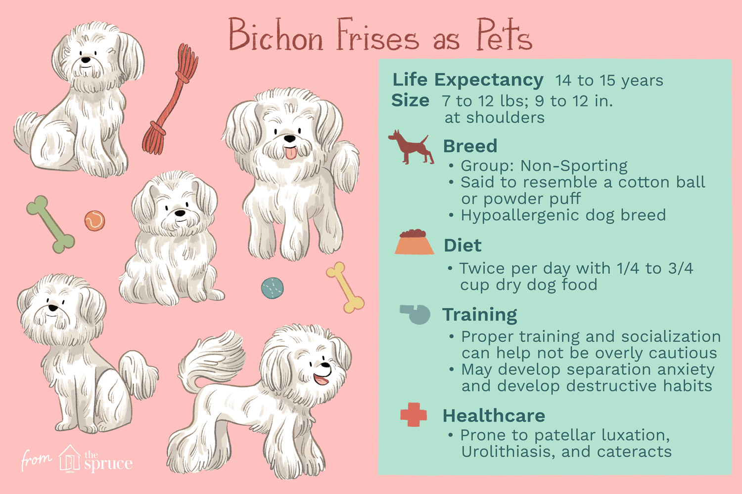 Бишон фризе:характеристики породы собак и уход за ними