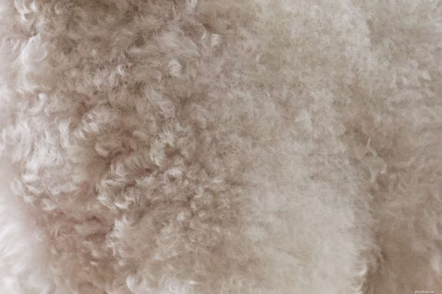 Bichon Frise:개 품종 특성 및 관리