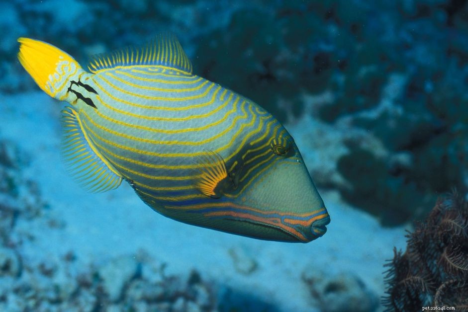 Profil čeledi Triggerfish Balistidae