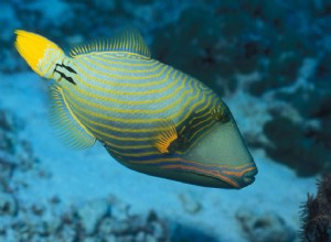 Perfil da família Triggerfish Balistidae