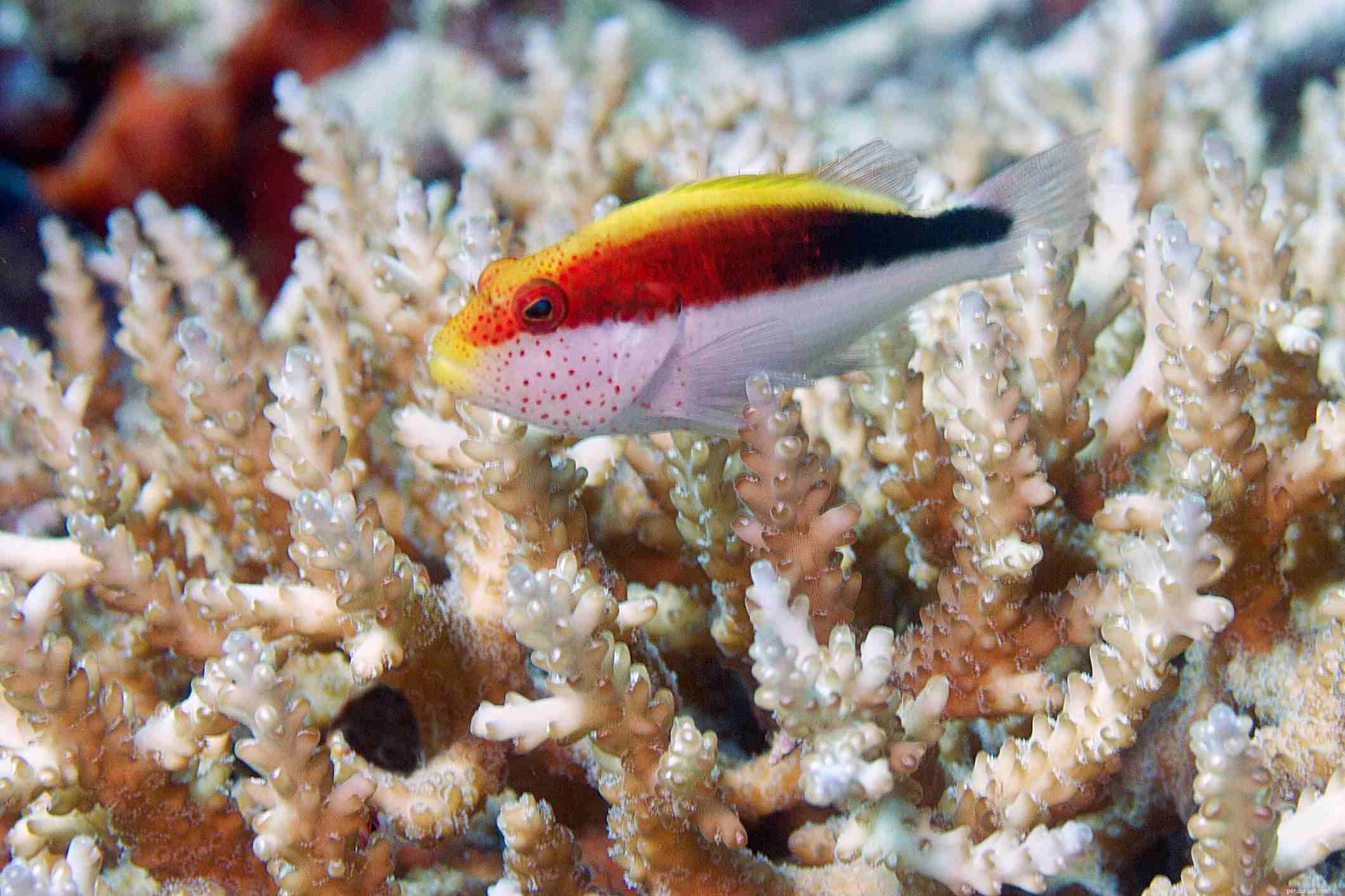 Profil čeledi Triggerfish Balistidae